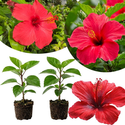 2 Red Hibiscus Plants, 3-5 Inch Tall Starter Plants - Live Hibiscus Flower Plants for Outdoor Garden, Patio, and Container Growing