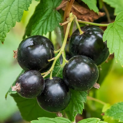 Currant Bush Live Plant, Currant Plant Live for Planting Sweet Current Plant Shrub, Currant Berries, 1 Year Bare Root, 6-12 Inch Tall (Black Currant)