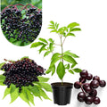 Sweet Elderberry Plant Live Tree 6-10” Tall, 1 Year Old Perennial Fruiting Shrub, Hardy Outdoor Elderberry Bush for Spring Planting, Edible Berries Garden Plant