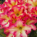 1-2 Feet Rhododendron Plants Live Bush Shrubs in 1 Gallon Pot for Planting, Azalea Bush Ready Plant, Live Rhododendron Plant Azalea (Creamy White Yellow Pink)