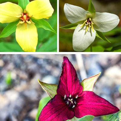 10 Mix Trillium Bulbs, Perennial Flower Bulbs for Garden, Large Bulbs, Trillium Flower Bulbs, Trillium Roots for Planting