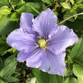 Clematis Vine Plant Live for Planting Outdoor, Clematis Plants Live, 4 to 6 Inch Tall, 2.5 Inc Pot, Perennial Fragrant Flowers Plant, Lavender Purple