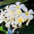 Plumeria Plant Live, White Plumeria Fragrant Flower Plant, Tropical Plant from 5 to 7 Inc Tall