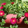 Red Apple Aptenia Live Plants, Starter Red Ice Plant in 2 Inch Pot, Baby Sun Rose Trailing Succulent for Ground Cover and Outdoor Garden