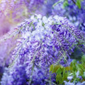 Rare Blue Moon Wisteria Vine Tree Live Plant in 2.5" Pot, Wisteria Tree Live Plant, Ready to Plant