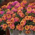 2 Light Pink Lantana Plants Live Trees, Ready to Bloom, Hardy Long Blooming Seasons, Vibrant Colorful Perennial Fragrant, 5-10" in Tall, Full Sun Growing