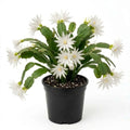 White Easter Cactus Plant Live, 4 Inc Pot, House Plant Live, Holiday Cactus Plants Indoor Outdoor Gardening