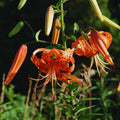 Set 20 Tiger Lilies Bulbs for Planting, Turks Cap Lily Bulbs for Planting Outdoors, Orange Flower Bulb