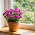 Dianthus Plant Live, Dianthus Live Plant in Pot, 4-8 Inc Tall, Vibrant Blooms, Fragrant Hardy Perennial Flowers for Indoor Outdoor Growing (Pink Purple)