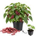 Live Red Bean Plant, Bean Bush Plants, 3-5 Inches Tall