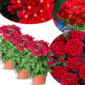 Pack 3 Red Verbena Plants Live Perennial Ground Cover, No Pot, 1-3" in Tall, Can Grow As Trailing Bushes, Spring Flowers