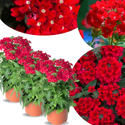 Pack 3 Red Verbena Plants Live Perennial Ground Cover, No Pot, 1-3" in Tall, Can Grow As Trailing Bushes, Spring Flowers