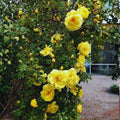 Climbing Roses Live Plant, Climbing Rose Plant Live, 5 to 7'' Tall, Fragrant Flower Bush Plants for Gardening (Yellow)