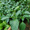 2 Sweet Bell Pepper Plants Live 100 Days Old Seedlings for Growing Outdoors, Red or Green Color