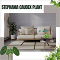 6-7 Cm Stephania Cephalantha Plant Caudex, Already Sprouts, Rare Succulent with No Hair Roots from 2.5 to 3" Wide Caudex for Planting, Home Decor, Houseplant, Cold Hardy