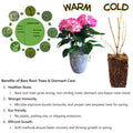 Light Green Lime Hydrangea Bush Plant Tree Live Shrub Beautiful Colors in Pot, Starter Plant, 5-9" Tall