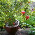 Live Pomegranate Tree, Pomegranate Tree Plant, 6-8 Inch Tall Live Sweet Pomegranate Fruit Plant, Red Fruits, Well Rooted Fruit Trees Plants for Outdoor Growing