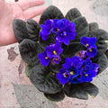 African Violets Plant Live in 4'' Pot, Fast-bloming Indoor Outdoot Flowering Plant with Vibrant Blooms (Blue African Violet)