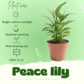 Peace Lily Tree Live Plant, Peace Lily Plant Live, White Flower, 5-9 Inches Tall, 4 Inch Pot for Indoor Planting