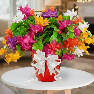 1 Thanksgiving Christmas Cactus Plants Live in 4" Pot, Houseplant Holiday Cactus, Vibrant Single Color Blooms Indoor Outdoor, Zygocactus Like, Winter Hardy (Random)