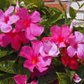2 Pink Mandevilla Live Plant, Mandevilla Vine Plant, 4 to 7 Inc Tall, Shrub Plant Live, Mandevilla Plant Live, No Pot