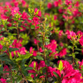 Big 1 Gallon Showy Pink to Red Rhododendron Plants Live, 1-3 Years Old Azalea Plants Live Shrubs Bushes for Planting, Very Well Rooted