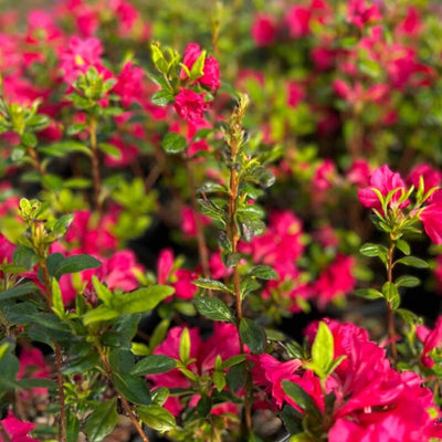 Big 1 Gallon Showy Pink to Red Rhododendron Plants Live, 1-3 Years Old Azalea Plants Live Shrubs Bushes for Planting, Very Well Rooted