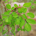 Moringa Tree Plant Live Moringa Plant for Garden, 4 Inc Pot, Moringa Oleifera Plant, Herb Garden