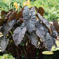 2 Black Alocasia Plants Live Houseplant for Indoor Outdoor Growing, 4 to 8 Inches Tall, Rare and Hardy
