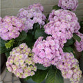 Blue Pink to Purple Hydrangea Flower Live Plant 4" Pot, Hydrangea Shrub Flower Plants for Outdoor or Indoor Planting, Change Color Perennial Plant