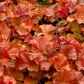 Cherry Heuchera Plant Shrubs Live Perennial, Coral Bells Plant Live 2.5 Inch Pot, Shade Heucherella Plant
