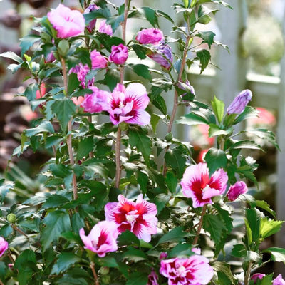 1 Purple Rose of Sharon Plant Live 4 Inch Pot, Hibiscus Plant with Stunning Flowers, Purple Althea Hibiscus Syriacus