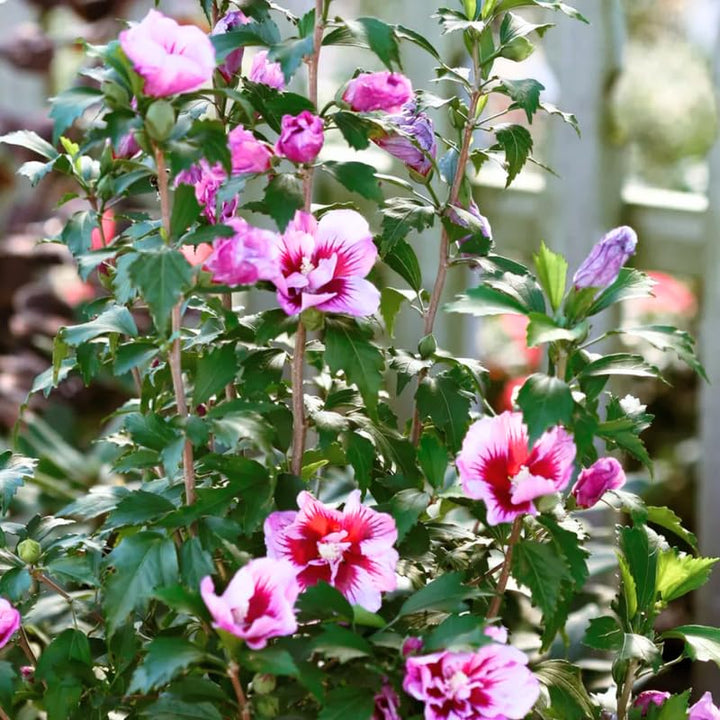 1 Purple Rose of Sharon Plant Live 4 Inch Pot, Hardy Hibiscus Shrub with Vibrant Blooms, Althea Hibiscus Syriacus Flowers