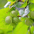 Hardy Hazelnut Tree Plant Live Bare Root 1-2 Feet Tall