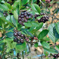 Chokeberry Plants Live, 6-12 Inch Tall, Black Berries Shrubs, Perennial Hardy Chokeberry Fruit Plants, Leafless in Winter