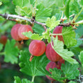 Red Gooseberry Live Plant, 5-7 Inch Starter Plant in Soil, No Pot - Edible Berry Fruit Shrub, Hardy Outdoor Garden Plant
