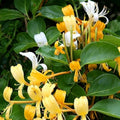 Yellow White Honeysuckle Bush Climbing, Honeysuckle Plant Live Vine, Fragrant Lonicera Perennial Bushes Shrubs Potted