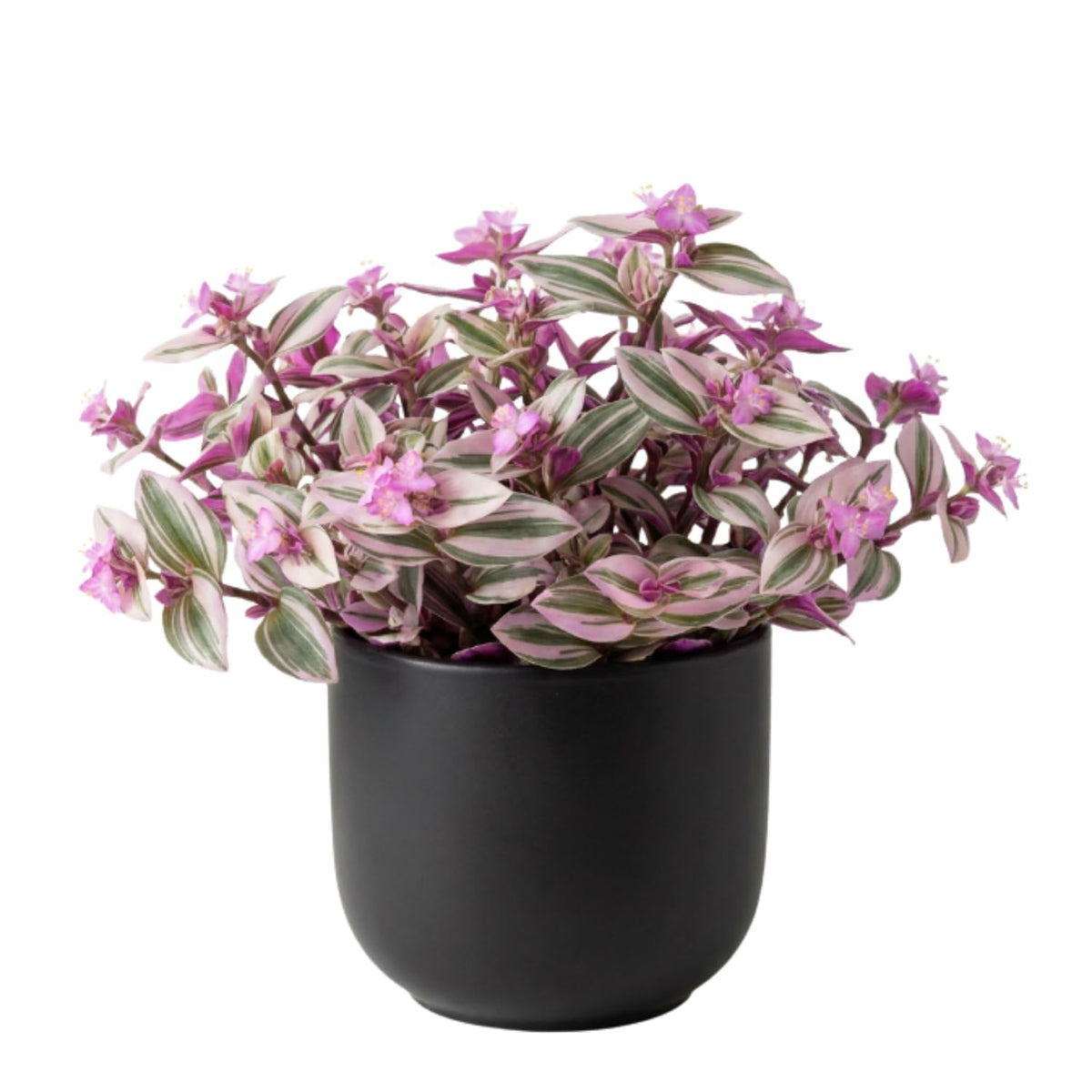 Tradescantia Plant Live 4'' Pot, Variegated Wandering Jew, Tradescantia Hanging Vine, Indoor Houseplant for Planting (Pink Wandering Jew)