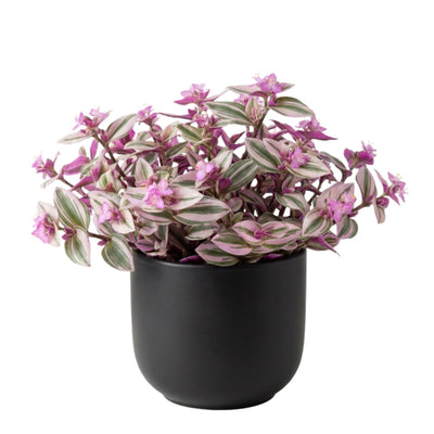 Tradescantia Plant Live 4'' Pot, Variegated Wandering Jew, Tradescantia Hanging Vine, Indoor Houseplant for Planting (Pink Wandering Jew)