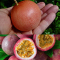 2 High Yield Passion Fruit Plants Live, Red Climbing Passion Vine Tree Live Plant for Outdoor Growing, 5-9" in Tall, Fast Growing Perennial Sweet and Edible Fruits
