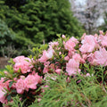 Coral Reblooming Azalea Rhododendron Plant Live in 4 Inch Pot, Azalea Rhododendron Bush Shrub, Bloom in Spring, Late Summer, Fall Rebloom