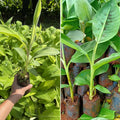 Dwarf Cavendish Banana Plants Live for Planting - Musa Banana Trees Live Plants in 2.5" Pot, Tropical Fruit, Cold Hardy, Year-Round Harvest