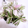 Pink Wandering Jew Live Plant, Pink Wandering Jew Vining Plant, Live Pink Wandering Jew Vine Plant 2.5 Inches Pot for Growing