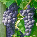 Well Rooted Black Grape Vine Plant, Seedless Black Grape Tree, Fruit Vine Plant Live in 2.5 Inc Pot