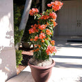 6"-10" Orange Bougainvillea Plant Live for Planting