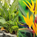 Live Bird of Paradise Plant, Yellow Bird of Paradise 4-6" Tall, No Pot