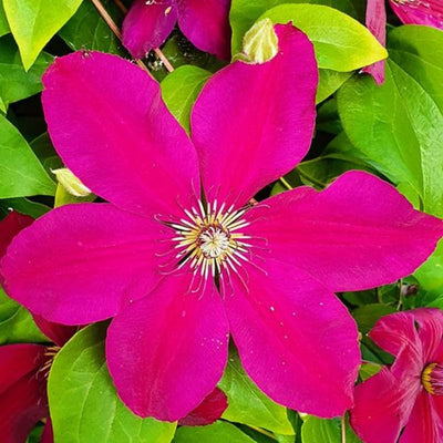 Burgundy Clematis Live Plant in 2.5" Pot, Flowering Climbing Clematis Vine Starter for Outdoor Garden and Trellis, Well Rooted