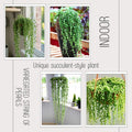 String of Pearls Plant Live, Trailing Succulent Vine, Rare Live Indoor Plant in Pot
