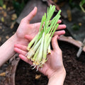 5 Lemongrass Plants Well Rooted, Lemon Grass Herb Stalks 5-8" Tall, Perennial Lemongrass for Growing Outdoor