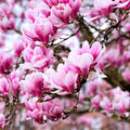 Magnolia Tree Live Plant for Planting, Magnolia Flowers Bush 6 to 12 Inches Height, in Pot, Fragrant Magnolia Shrub (Jane Magnolia)